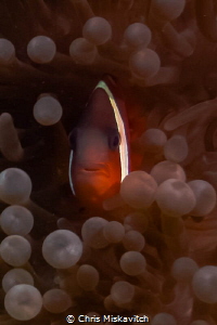 Tomato Clown fish being shy. by Chris Miskavitch 